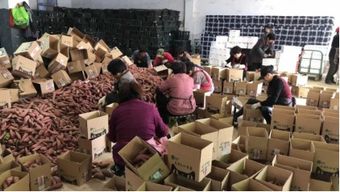 互聯(lián)網(wǎng)浪潮下的農(nóng)產(chǎn)品爆款 臨安小香薯與電商銷(xiāo)售新格局